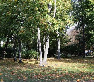 Radomski park pełen jesiennych barw. Zobacz na zdjęciach, jak tu jest pięknie