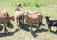 Owce kameruńskie w Gliwicach. Ekologiczne kosiarki „pracują” na składowisku odpadów