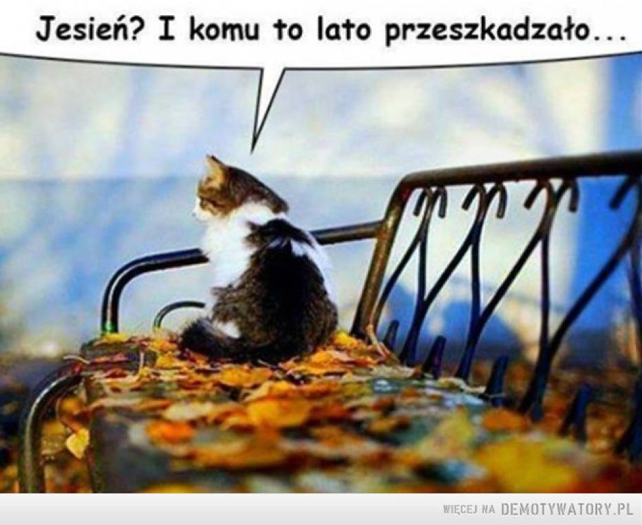 https://d-nm.ppstatic.pl/kadr/k/r/fc/c5/542e6307a85ba_o,size,933x0,q,70,h,568855.jpg