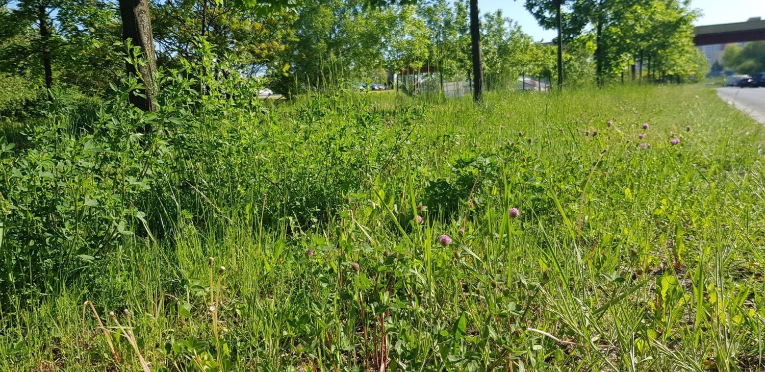 W Dąbrowie Górniczej nie wszystkie trawniki będą koszone Zobacz kolejne zdjęcia/plansze. Przesuwaj zdjęcia w prawo - naciśnij strzałkę lub przycisk NASTĘPNE