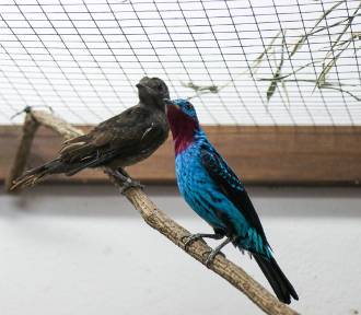 Urocze ptaki z Amazonii zamieszkały w Warszawie. Są przepiękne! 