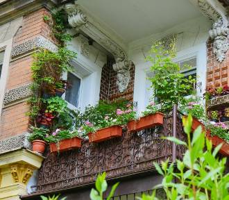 Zatopione w zieleni i kwiatach. Oto najpiękniejsze balkony na Tarninowie