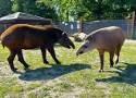Tapir Irek nowinką w Zoo Borysew. Ma dotrzymać towarzystwa tapirce Tosi ZDJĘCIA