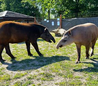 Tapir Irek nowinką w Zoo Borysew. Ma dotrzymać towarzystwa tapirce Tosi ZDJĘCIA