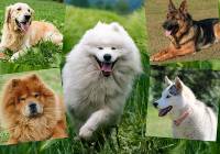 Oto najpiękniejsze rasy psów! Te psiaki są urocze. Zobacz TOP 10 najładniejszych ras