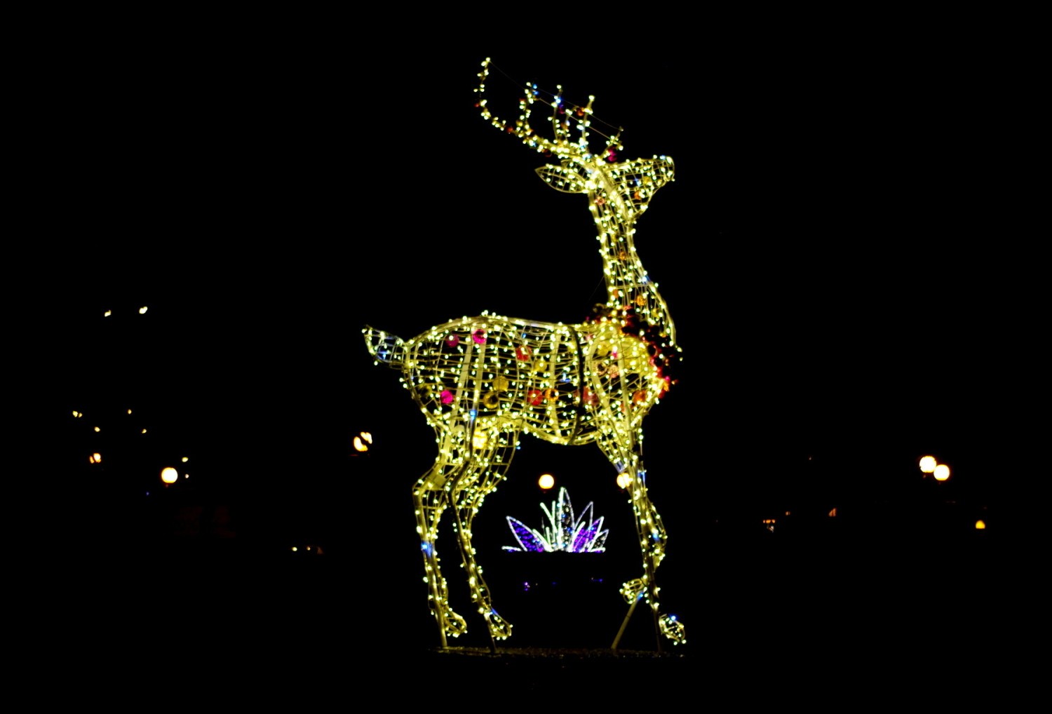 Świąteczne iluminacje rozświetlają Tarnobrzeg po zmroku. Widzieliście? (ZDJĘCIA)
