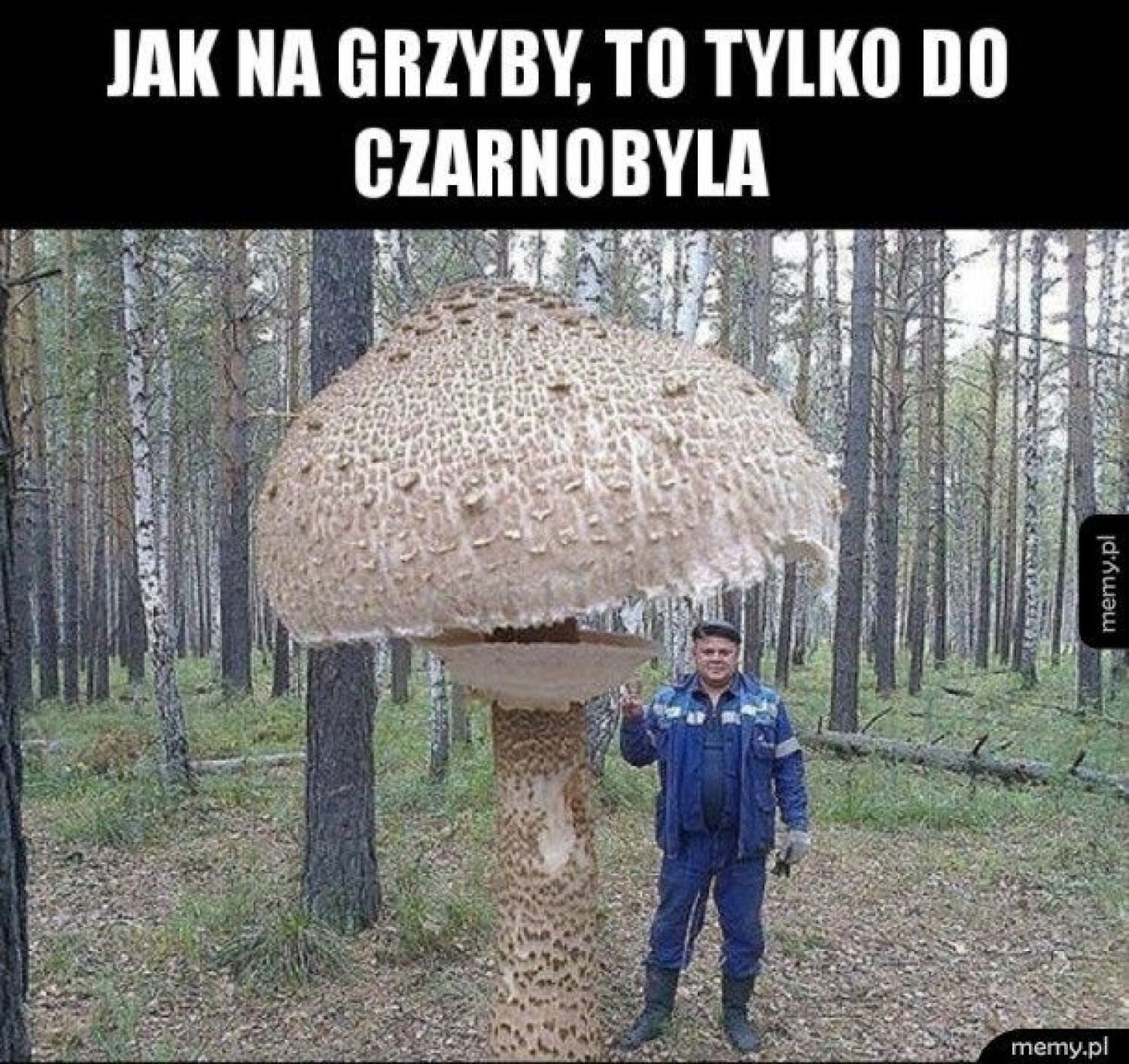 Zobacz memy o grzybobraniu