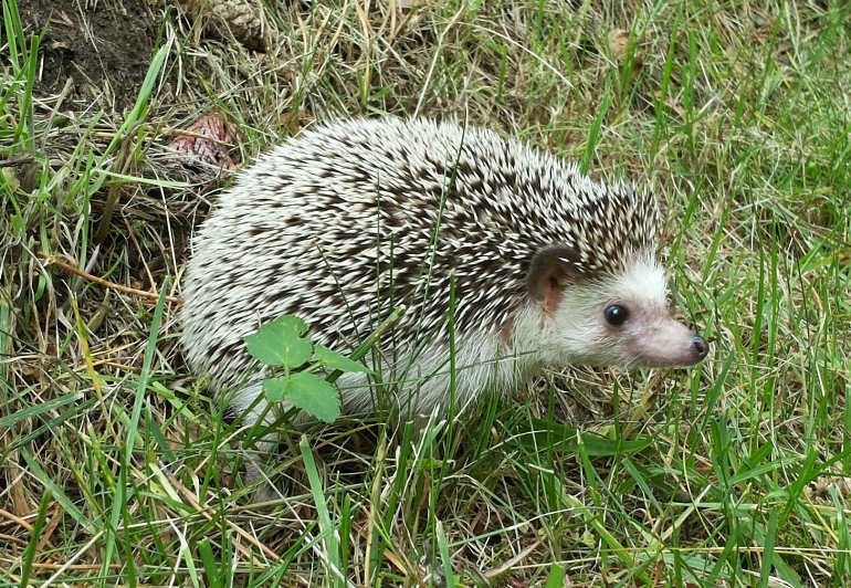 Fuczusia Fuczusia