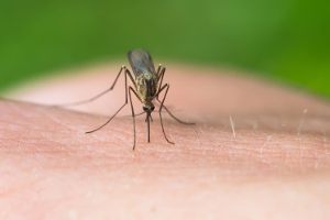Na zmasowany atak komarów najbardziej narażone są osoby o grupie krwi...