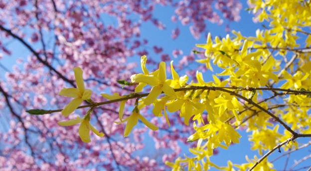 Wiosenne drzewa i krzewy zachwycają kwiatami. Sprawdź, czy je znasz!