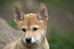 Na jakim kontynencie żyją psy dingo?