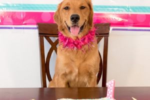 Czy zdarzyło ci się świętować urodziny psa?