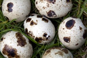 Co się może wykluć z tych jajek?