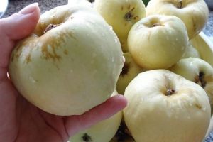 Jakie jabłka potocznie nazywa się lipcówkami?