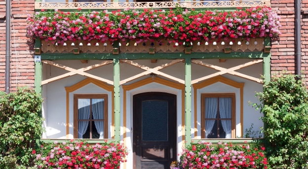 Jak dobrze znasz kwiaty balkonowe? Sprawdź