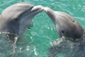 Dwa delfinki zawieszone na szyi sprawią, że: