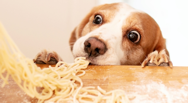 Czy twój pies może to zjeść? Jeśli masz pupila, musisz zdobyć komplet punktów! QUIZ