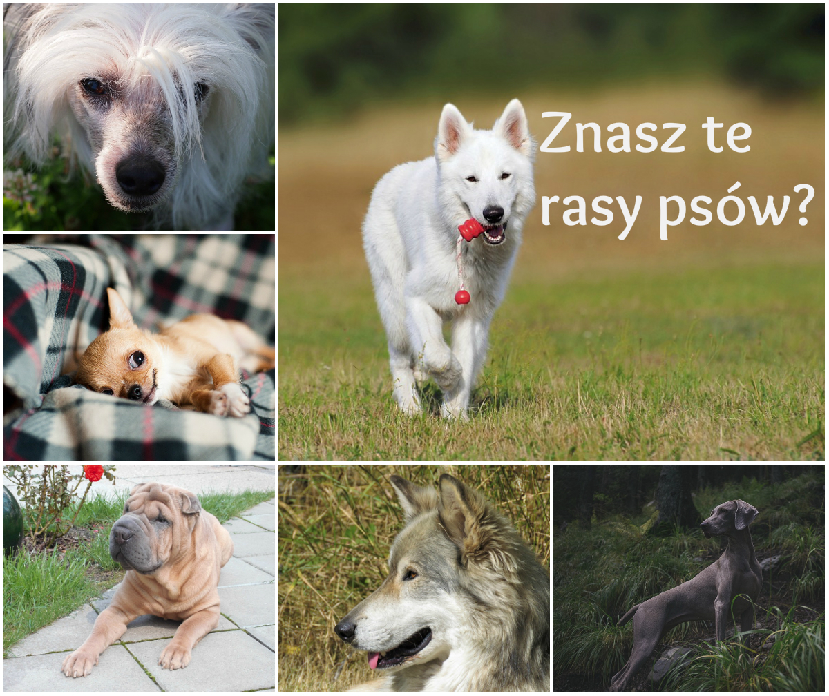 Quizy O Psach Jakim Psem Jesteś Znasz się na psach? Sprawdź, czy rozpoznasz te rasy? [quiz